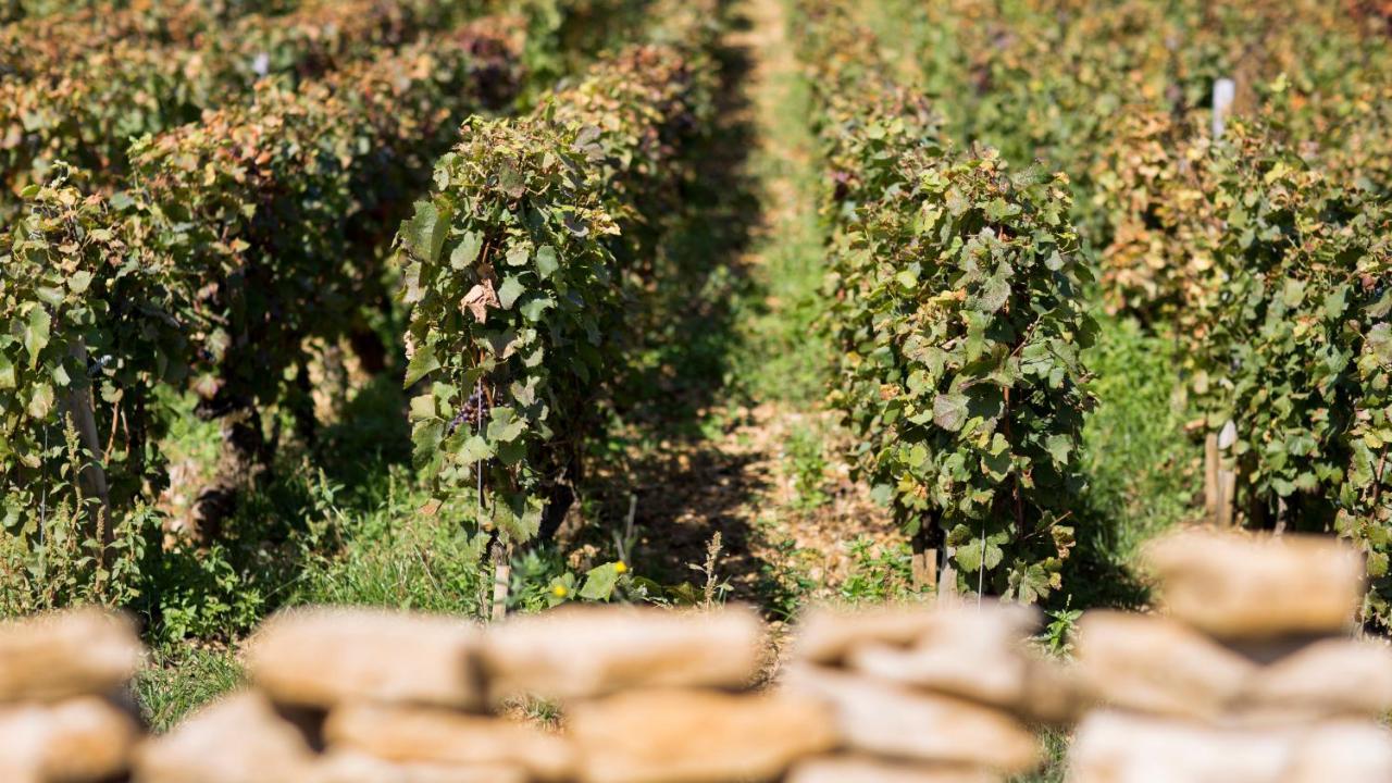 Domaine Gille Pensionat Comblanchien Eksteriør billede